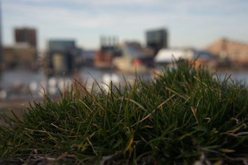 Photograph of blurred background with grass in the foreground
