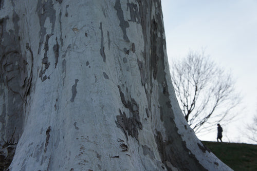 Large tree trunk with intricate carvings against a clear winter, dreary sky